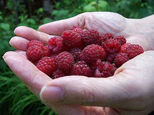 raspberries